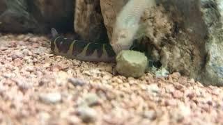 loach fish in star pets world Arcot