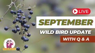 September 2024 Wild Bird Update