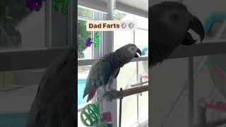 Symon says: Dads farts are loud and funnyPoor dad#talkingparrot #birds #babyparrot #pets #cag