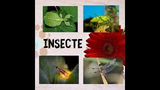 Insecte pentru copii. Învăţăm Licurici Libelula Lăcusta Insecta Frunză. Curiozităţi #insecte