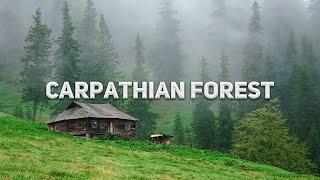 Carpathian foxes: green pearl of Ukrainian mountains