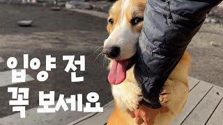 강아지 입양 전 꼭 보세요 웰시코기 5마리와 사는 청년의 5가지 느낀점