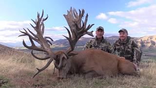 Giant red stag hunting in New Zealand with Exclusive Adventures  - Record Book stag