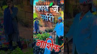 Nashik papaya nursery satpur  | papaya nursery  | पपया ज नर्सरी | nursery in nashik | #nashi