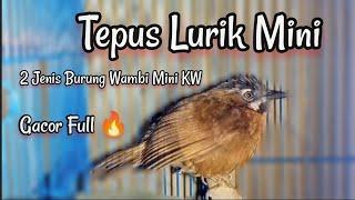 2 Jenis Suara Burung Tepus Lurik Mini Gacor Wambi Mini KW Gacor, Cocok pancingan Pikat Ampuh