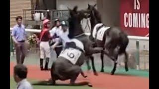 【現地】新馬戦パドックあるある 大暴れ トゥザコスモ 【福島競馬場】