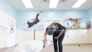 Golden Paws Pet Resort Tour