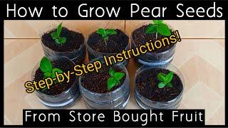 How to Grow Pear Seeds: Easy and Simple!