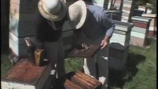 Champlain Valley Apiaries - Middlebury, VT