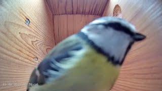 Blue tit nest box live camera highlights 13 March 2021