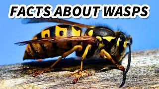 Wasp Facts: aka HORNET FACTS | Animal Fact Files