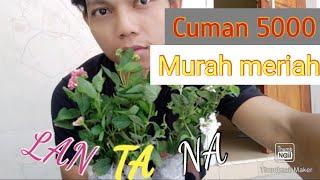 Unboxing Lantana Mikro Yg Super Murah ~ Dengan Varian 3 Warna