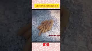 Bacteria Replication........