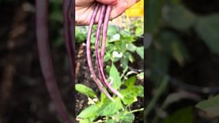 Harvesting yardlong beans #homegrown #gardening #vegetable  #organicgardening