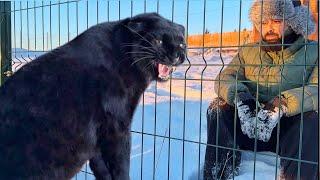 Luna the panther meets foreign friends (ENG SUB)