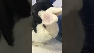 Белый кролик после операции чувствует себя замечательно  #помощьживотным #кролики #shorts