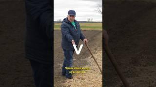 Чеснок только взошел, а уже желтеет? Срочно нужна подкормка! Чем подкормить озимый чеснок весной