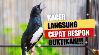 SUARA BURUNG kacer gacor NGEPLONG TARUNG konslet ini paling AMPUH buat PANCINGAN KACER agar EMOSI