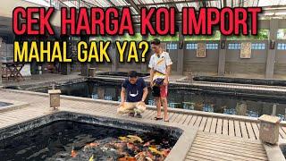 Harga Ikan Koi Import di Ogata Citra Ciledug | Jakarta Koi Centre