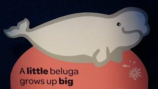 Beluga Whales - Baleia Beluga (Baleia branca) - Delphinapterus leucas