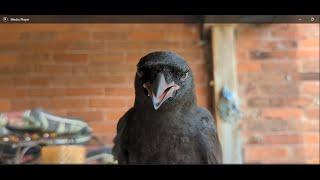 Baby Crow Trying Pumpkin Seeds For The First Time