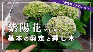 【初心者向け】アジサイの剪定と挿し木で簡単に増やす方法【1番簡単！】