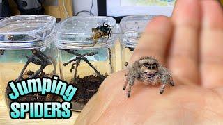 Feeding my ADORABLE jumping spiders! Phidippus regius Update
