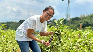 OFW turned farmer: Gusto nyo ba kumita ng 1M sa talong sa 3,000 sqm in 4 months?