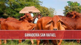 Mejoramiento Genetico de la Raza Brahman - TvAgro por Juan Gonzalo Angel Restrepo