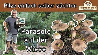 Parasole auf der Wiese – Pilze einfach selber züchten – mit Produkten von Pilzmännchen