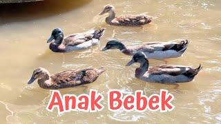 ANAK BEBEK - LAGU ANAK TERBARU