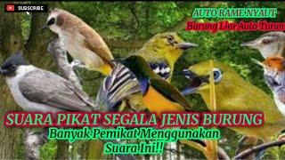 Suara Pikat Segala Jenis Burung Auto Rame Turun (tanpa iklan)