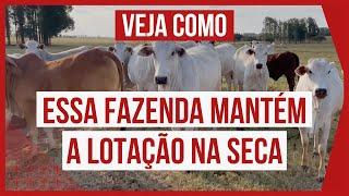 VEJA ESSA FAZENDA DE GADO PURO NO PASTEJO ROTACIONADO E SUAS PRINCIPAIS TÉCNICAS DE SUPLEMENTAÇÃO