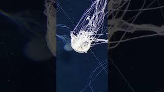 RWS - Sea Aquarium - Box Jellyfish