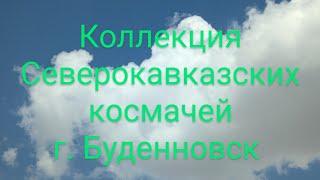 8 (928) 929-80-00 Коллекция Северокавказских голубей в г. Буденновск Андрея Николаевича Сазонова.