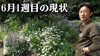 【咲きまくり】リフォーム庭6月の現状がコチラ【カーメン君】【園芸】【ガーデニング】