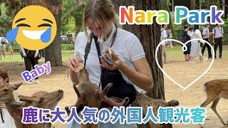 鹿に大人気の外国人観光客️可愛いバンビからお尻せめる鹿ちゃん大爆笑奈良公園