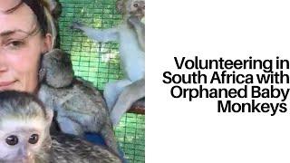 Volunteering In South Africa With Orphaned Baby Monkeys!