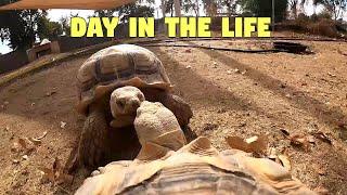 Day in the Life of Linus! The 7 year old Sulcata Tortoise (UNCUT)