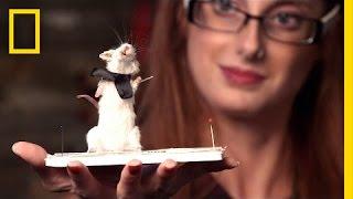 Dead Mice Get Second "Life" | National Geographic