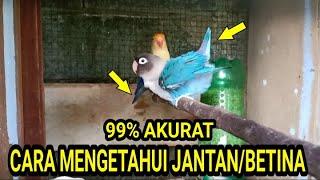 CARA MENGETAHUI KELAMIN LOVEBIRD KETIKA SEDANG BIRAHI