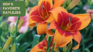 Oakes Daylilies Confidential: Ken's Favorite Daylilies