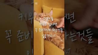 고양이를 키우고 싶다면 꼭 준비해야 하는것들 일곱가지 #cat #고양이 #catlover #cutecat #animal #cute