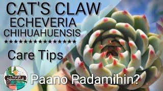 9 Cat's Claw Echeveria Chihuahuensis Succulent Care Guide | 다육식물 多肉植物 Suculentas