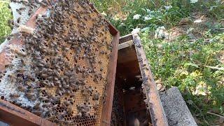 K.bayramdan sonra 28Temmuz 2024 arı kontrolü #arıcılık #aricilik #beekeeping