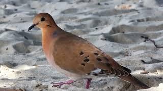 Zenaida Dove (Zenaida aurita aurita) in Guadeloupe