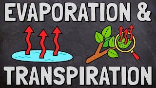 Evaporation and Transpiration