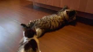 Башир и котёнок 2