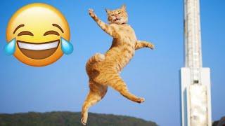 Versuche nicht zu lachen  Neue lustige Katzen und Hundevideos  Teil 17