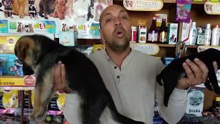 Dog Breeding Farm | Tips For New Puppy Owner | 1st Time Owner - Bhola Shola | Harwinder Singh Grewal